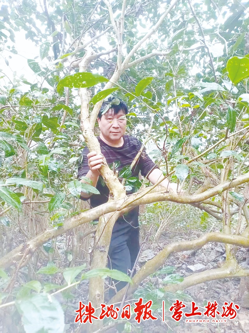植树节特别报道你好树先生