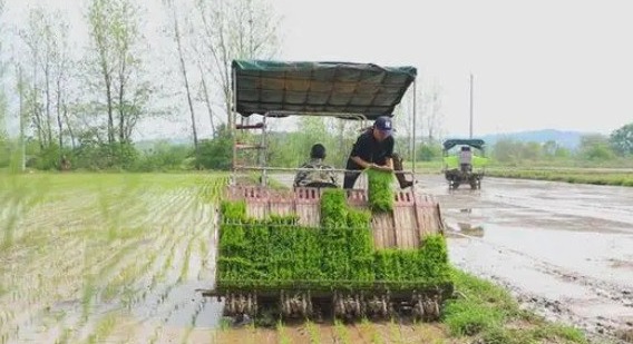 今年我市确保粮食播种面积329.2万亩以上